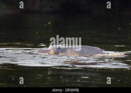 Rosa Flussdelfin (Inia geoffrensis), die im Fluss Samiria, Pacaya Samiria NP, Amazonas, Peru auftauchbar ist Stockfoto