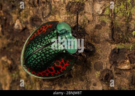 Käfer (Chrysomelidea) Pacaya Samiria Nationalpark, Amazonas, Peru Stockfoto