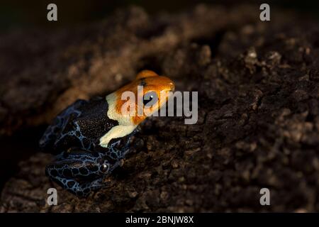 Rotkopfgiftfrosch (Ranitomeya fantastica) Amazonas, Peru Stockfoto