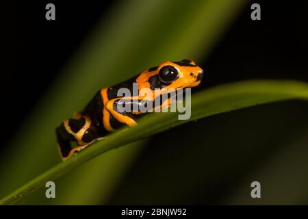 Rotkopfgiftfrosch (Ranitomeya fantastica) Amazonas, Peru Stockfoto