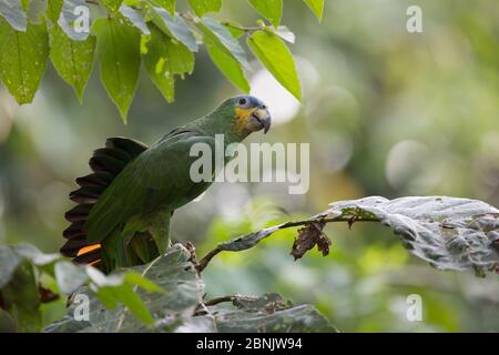 Orangeflügelter Papagei (Amazona amazonica) in Baldachin, Amazonas, Peru Stockfoto