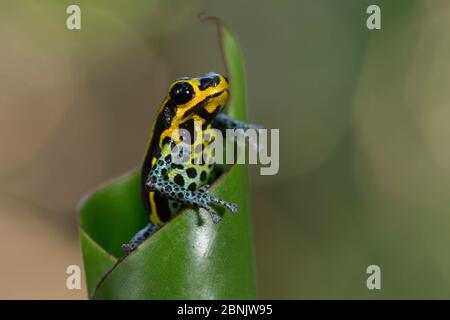 Giftiger Pfeilfrosch (Ranitomeya-Imitator) Amazonas, Peru Stockfoto