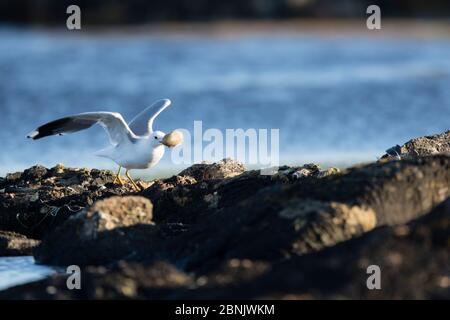 Gemeine Möwe (Larus canus), die Gemeine Eiderente (Somateria mollissima) nimmt, die von der Heringsmöwe (Larus argentatus) gestohlen wurde Laninsel, Vega-Archipel Stockfoto