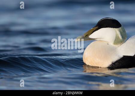 Eider (Somateria mollissima) Männchen schwimmen im Meer, unten wird von Wildenten auf Laninsel gesammelt, Vega Archipel, Norwegen Juni Stockfoto