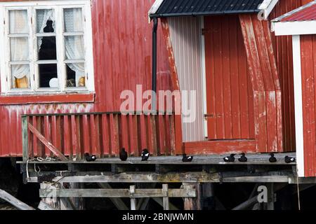 Schwarze Guillemots (Cepphos grylle) auf der Veranda des traditionellen Hauses, Skjaervaer Island, Vega Archipel, Norwegen Juni Stockfoto