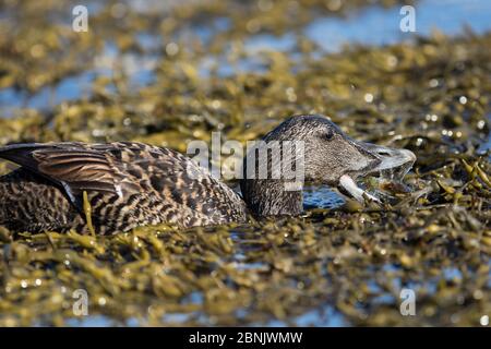 Eider (Somateria mollissima) Weibchen, die eine Krabbe isst, Skjaervaer Island, Vega Archipel, Norwegen, Juni Stockfoto
