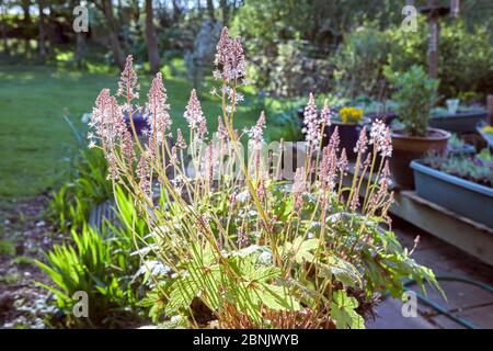 Peat Lane, Bewerley, Harrogate, North Yorkshire, England, Großbritannien. 11/05/20. Tiarella (Zucker und Gewürz) oder Foam Flower Backlit Blüten in Kleinbetrieben Stockfoto