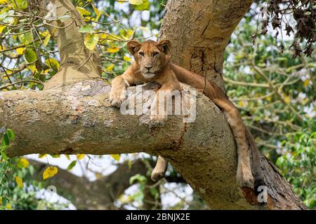 Löwe (Panthera leo) ruht in Feigenbaum, Ishasha Sektor, Queen Elizabeth National Park, Uganda, Afrika Stockfoto