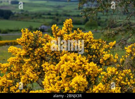 Leuchtend gelbe Blüten auf Ginsterbüschen an einem Hang an der englisch-walisischen Grenze. Stockfoto