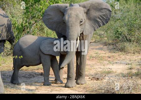 Youg Afrikanischer Elefant, der von seiner Mutter (Loxodonta africana) säugt Queen Elizabeth National Park, Uganda, Afrika Stockfoto