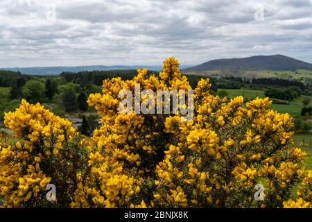 Leuchtend gelbe Blüten auf Ginsterbüschen an einem Hang an der englisch-walisischen Grenze. Stockfoto