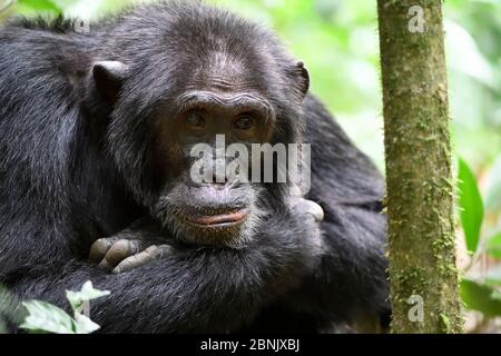 Porträt des männlichen Schimpansen (Pan troglodytes) Kibale Nationalpark; Uganda; Afrika Stockfoto