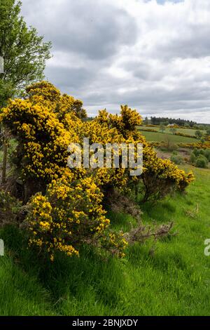 Leuchtend gelbe Blüten auf Ginsterbüschen an einem Hang an der englisch-walisischen Grenze. Stockfoto