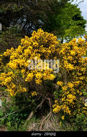 Leuchtend gelbe Blüten auf Ginsterbüschen an einem Hang an der englisch-walisischen Grenze. Stockfoto