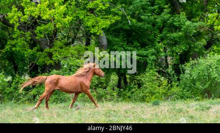 Wildpferd, Letea Wald, Donaudelta, Rumänien Stockfoto