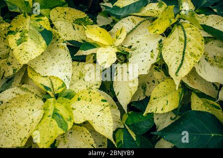 Kreativ und stimmungsvoll Gelb und Grün Farbe Laub natürliche florale Blatt Textur Hintergrund. Stockfoto