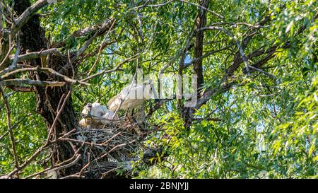 Löffler, Nest, Donaudelta, Rumänien Stockfoto