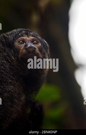 Guianan Saki - Pithecia pithecia, schöne seltene scheue Primaten aus südamerikanischen tropischen Wäldern, Brasilien. Stockfoto