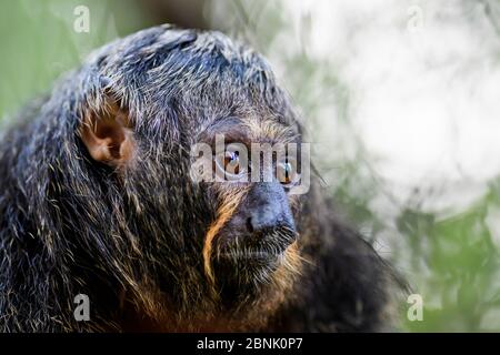 Guianan Saki - Pithecia pithecia, schöne seltene scheue Primaten aus südamerikanischen tropischen Wäldern, Brasilien. Stockfoto