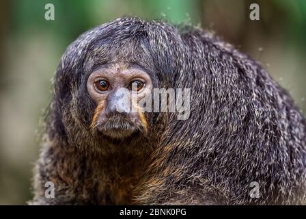 Guianan Saki - Pithecia pithecia, schöne seltene scheue Primaten aus südamerikanischen tropischen Wäldern, Brasilien. Stockfoto