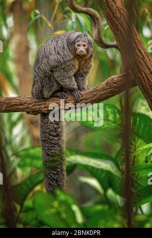 Guianan Saki - Pithecia pithecia, schöne seltene scheue Primaten aus südamerikanischen tropischen Wäldern, Brasilien. Stockfoto