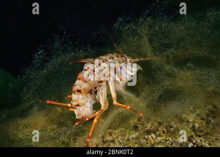 Süßwasserisopode (Acanthogammarus lappaceus) auf einer Matte aus Filamentalgen (Spirogyra und Ulothrix) Baikalsee, Sibirien, Russland. Oktober. Stockfoto