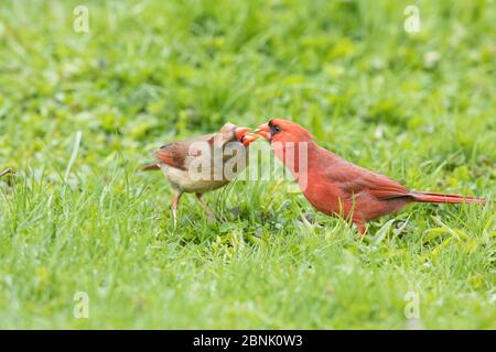 Northern Cardinalis cardinalis männlich (rechts) füttert seinen Partner im Frühjahr als Teil der Balz/Paarbildung, genannt 'allofeeding', New York, Stockfoto