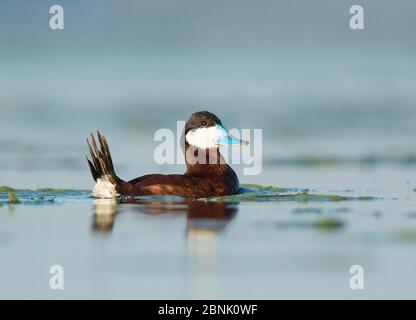 Rüde Duck (Oxyura jamaicensis) Männchen mit während Balzfahrt erhöhtem Schwanz (Blasenanzeige), Bowdoin National Wildlife Refuge, Montana, USA, Juni. Stockfoto