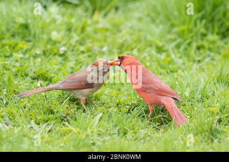 Northern Cardinalis cardinalis männlich (rechts) füttert seinen Partner im Frühjahr als Teil der Balz/Paarbildung, genannt 'allofeeding', New York, Stockfoto