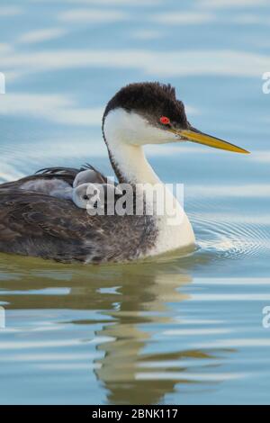 Westergrebe (Aechmophorus occidentalis), Nahaufnahme von Erwachsenen schwimmen mit Küken auf dem Rücken reiten, Bear River Zugvogel Refuge, Tuah, USA, Mai. Stockfoto