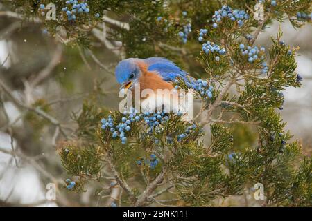 Ostblauvogel (SIalia sialis) Männchen, das sich im Winter an Beeren der Osternedernbeere (Juniperus virginiana) ernährt, New York, USA Stockfoto