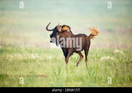 Black Gndebeest (Connochaetus gnou) Rietvlei Nature Reserve, Südafrika Stockfoto