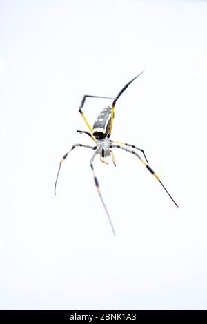 Golden Orb Spider (Nephila sp) Kruger National Park, Südafrika Stockfoto