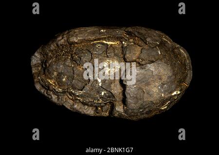 Polymetallische Knoten, auch Manganknollen genannt, Gesteinsbetonierung aus konzentrischen Schichten von Eisen und Manganhydroxiden um einen Kern gebildet. Von Bl Stockfoto