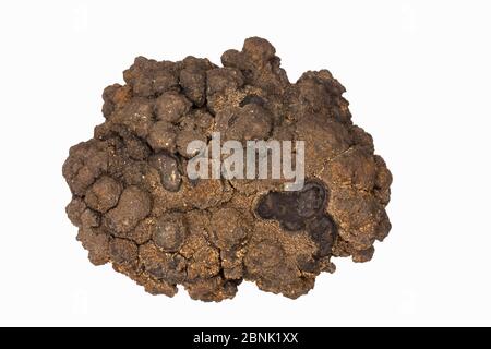 Polymetallische Knoten, auch Manganknollen genannt, Gesteinsbetonierungen auf dem Meeresgrund gebildet aus konzentrischen Schichten von Eisen und Mangan-Hydroxiden ar Stockfoto