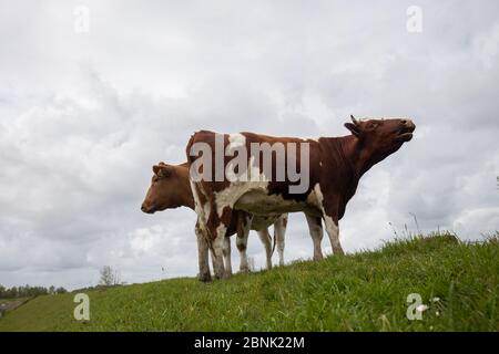 Wewelsfleth, Deutschland. Mai 2020. Zwei Kühe stehen auf einem Deich bei Stör. Kredit: Christian Charisius/dpa/Alamy Live News Stockfoto