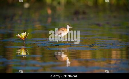 Afrikanische jacana (Actophilornis africanus) Jugendliche Wandern auf Wasserlillies, Chobe Fluss, Botswana. Stockfoto