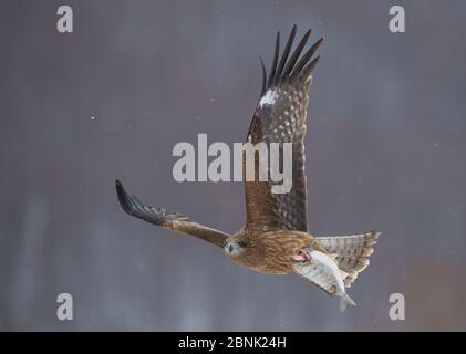 Schwarzohrdrachen (Milvus migrans lineatus) im Flug mit Fang, Hokkaido Japan. Stockfoto