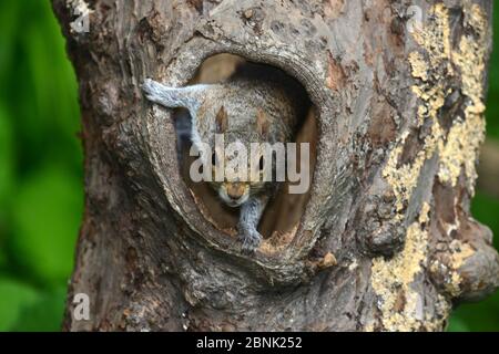 Graues Eichhörnchen (Sciurus carolinensis), das aus hohlen Bäumen hervorkommt. Dorset, Großbritannien Mai. Stockfoto