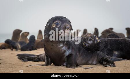 südafrikanische Pelzrobbe (Arctocephalus pusillus pusillus) zwei niedliche Welpen interagieren am Strand, Walvis Bay Namibia Stockfoto