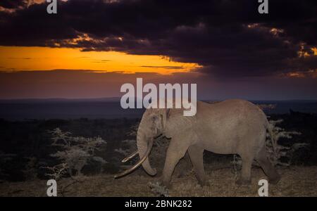 African Elephant (Loxodonta africana) großer Stier genannt One Ton bei Sonnenuntergang, einer der wenigen verbleibenden großen Stoßzähnen in der Wildnis, Ol’Donyo Kenia. Stockfoto