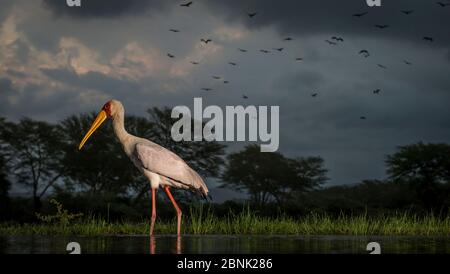 Gelbschnabelstorch (Mycteria ibis) Porträt mit Sturmwolken im Hintergrund und einer Schar von offenen, vorbeifliegenden Weißschnabelstorchen (Anastomus lamelligerus Stockfoto