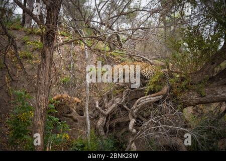 Leopard (Panthera pardus) Weibchen springt in einen Baum, nachdem sie eine Spotted Hyena (Crocuta crocuta) angegriffen hat, die sich zu nahe an ihren Baum gewagt hatte Stockfoto