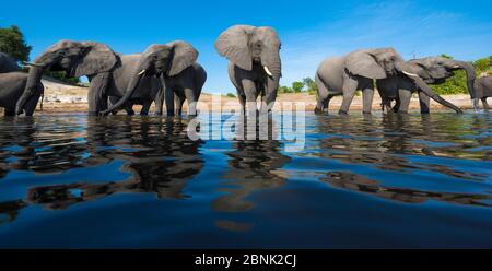 African Elephant (Loxodonta africana) kleine Herde Trinkwasser aus dem Chobe Fluss, Botswana, fotografiert von einem kleinen Boot, das an der eleph vorbeitreibt Stockfoto