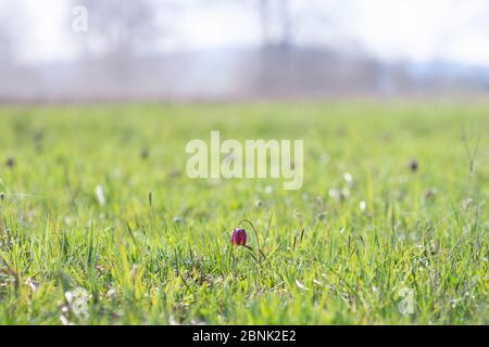 Der Kopf der schönen violetten Schlange wächst im Gras Stockfoto