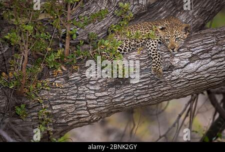 Leopard (Panthera pardus) Junge liegt in einem Baum, Greater Kruger National Park, Südafrika. Stockfoto