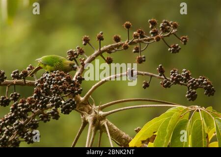 Brehm's Tiger Papagei (Psittacella brehmii) Fütterung von Shefflera Früchte. Huon-Halbinsel, Provinz Morobe, Papua-Neuguinea. Stockfoto