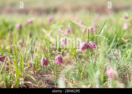 Der Kopf der schönen violetten Schlange wächst im Gras Stockfoto