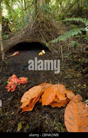 Laub eines Vogelkop-Vogelvogels (Amblyornis inornatus) im Bergregenwald der Arfak-Berge, West-Papua. Stockfoto