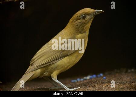 Vogelkop-Laubvogel (Amblyornis inornatus) Männchen an seinem Laub. West-Papua. Stockfoto